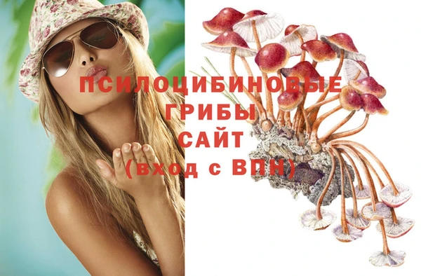 стаф Шадринск